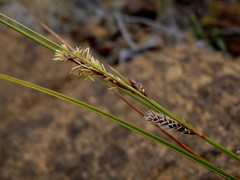 Carex devia