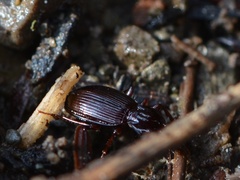 Gastrellarius honestus