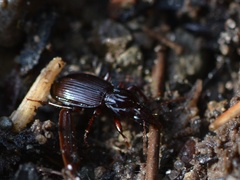 Gastrellarius honestus