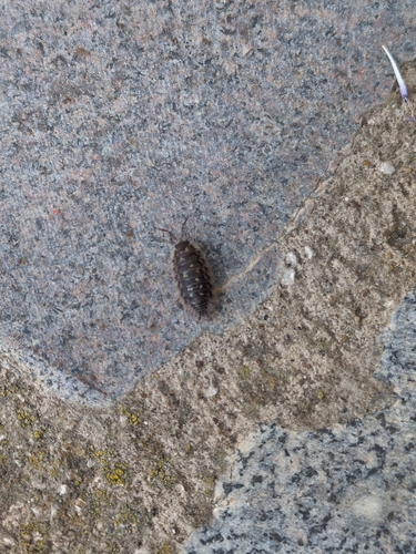 Common Shiny Woodlouse