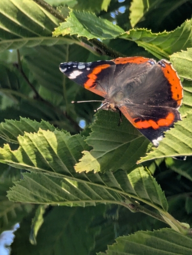 Red Admiral