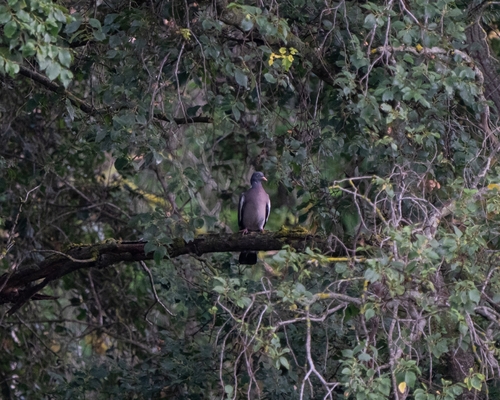 Common Wood-Pigeon