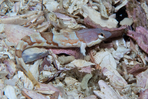 Deep-reef klipfish (Pavoclinus smalei) — Clinidae