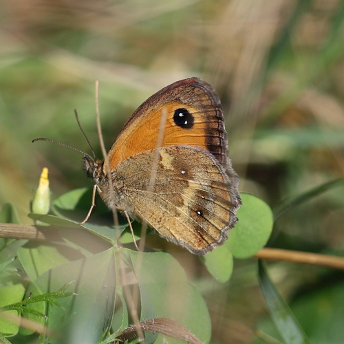Gatekeeper