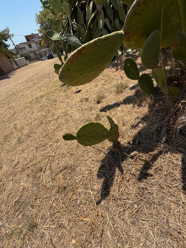 Indian fig opuntia
