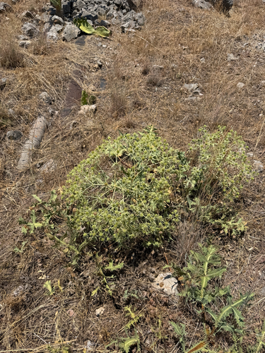 Field Eryngo