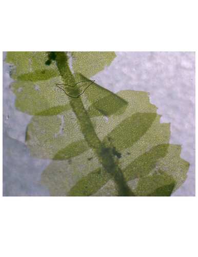 Lophocolea autoica observed 2026-07-02