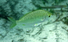 Gerres subfasciatus