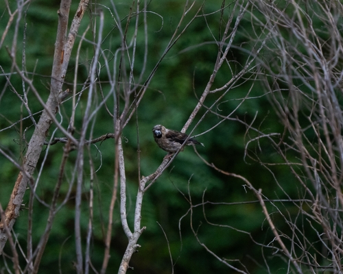 Hawfinch