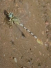 Lined Hooktail