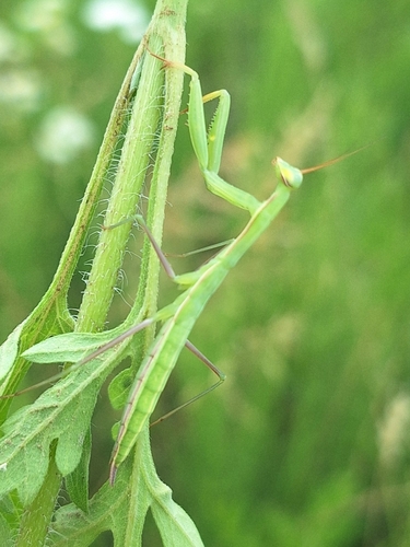 Image of Mantis religiosa by (c) Dávid Horváth, some rights reserved (CC BY)