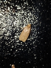 Autosticha kyotensis