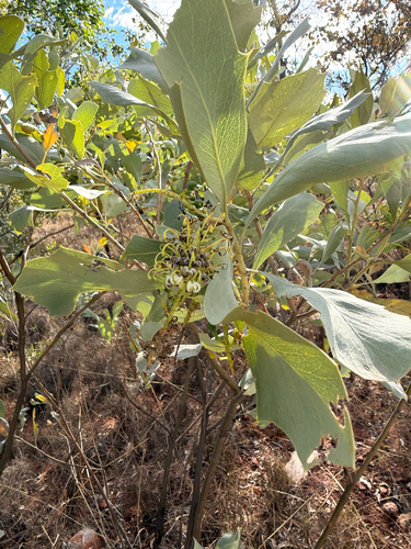 Grevillea agrifolia