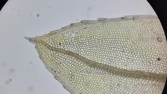 Mnium marginatum