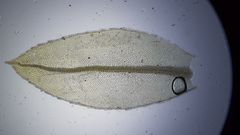 Mnium marginatum