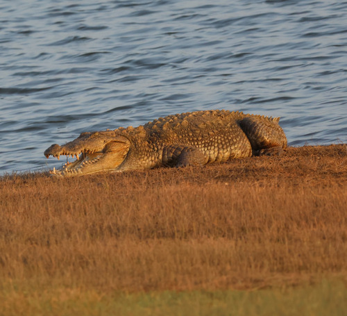 Mugger Crocodile