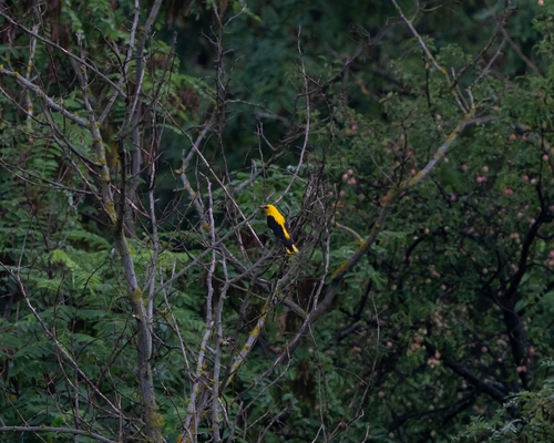 Eurasian Golden Oriole