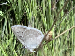 Icaricia icarioides evius