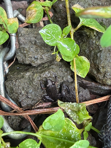 Eleutherodactylus planirostris observed 2026-07-02