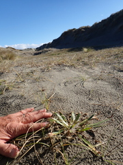 Oenothera stricta, photograph (c) Arnim Littek, some rights reserved (CC BY)
