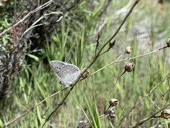 Icaricia icarioides evius