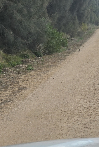Brush Bronzewing (Phaps elegans), photo 8