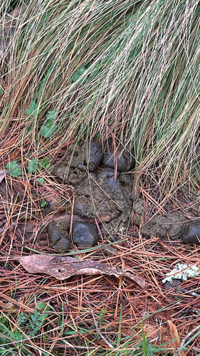 Bare-nosed Wombat