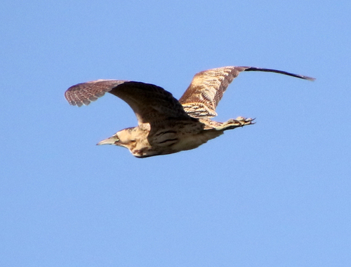 iNaturalist image