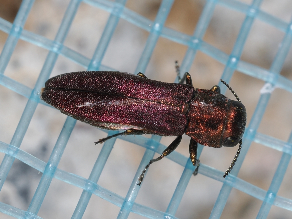 Agrilus solieri