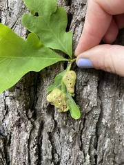 Neuroterus quercusirregularis