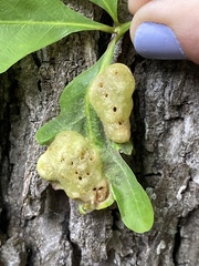 Neuroterus quercusirregularis