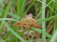 Hemeroplanis scopulepes