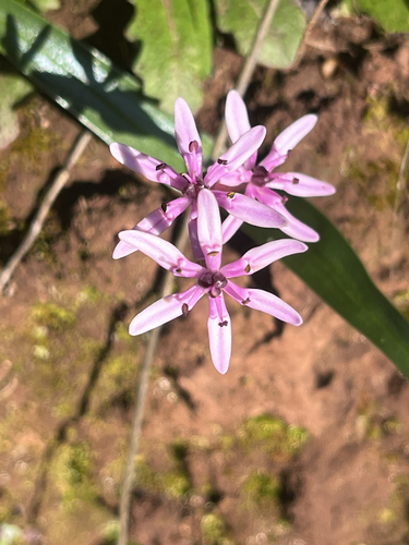 inland star lily