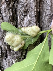 Neuroterus quercusirregularis