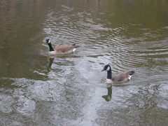 Branta canadensis