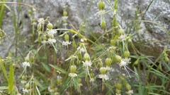 Silene lemmonii