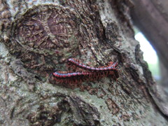 Helicorthomorpha