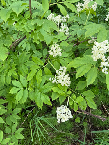 red-berried elder