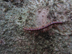Helicorthomorpha