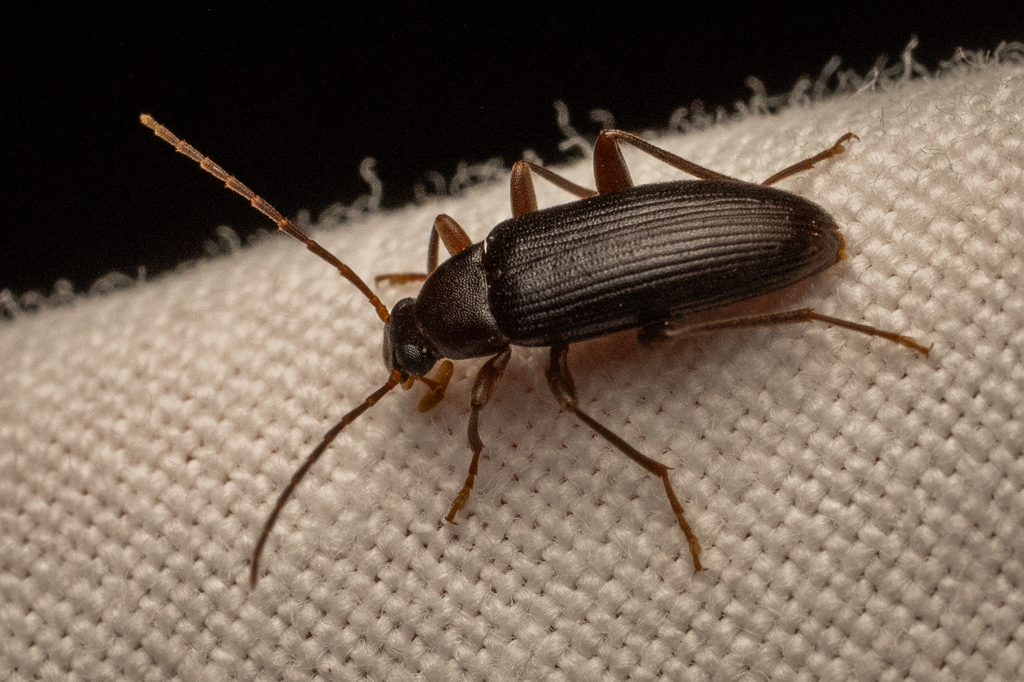 Allecula oronthea