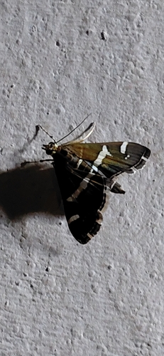 Hawaiian Beet Webworm Moth