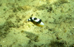 Pseudobalistes fuscus
