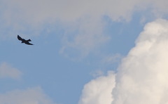 Ictinia mississippiensis