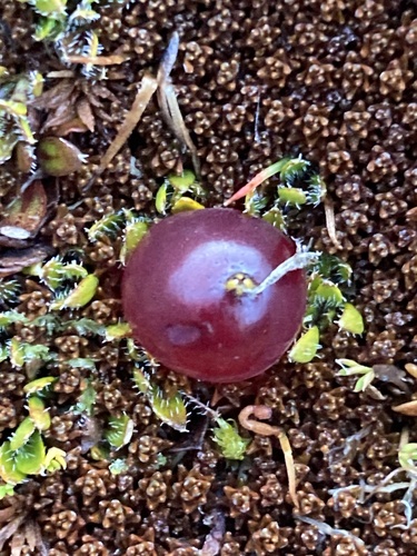 Coprosma atropurpurea, photograph 2