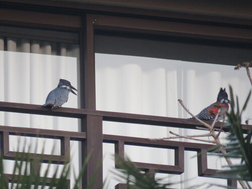 iNaturalist image