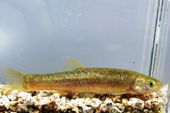 Rhynchocypris oxycephalus