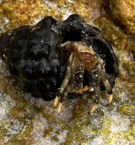 Yellow-footed Hermit Crab (Clibanarius virescens)