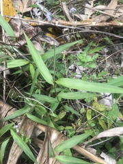 Oplismenus compositus