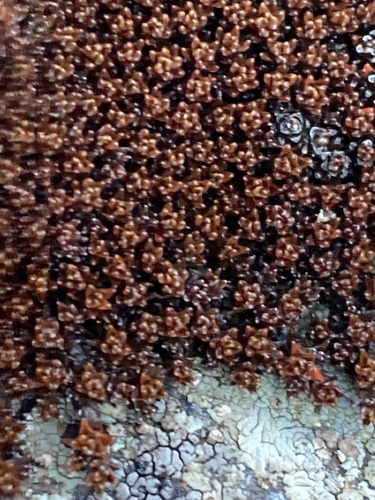 Raoulia haastii, photograph 4