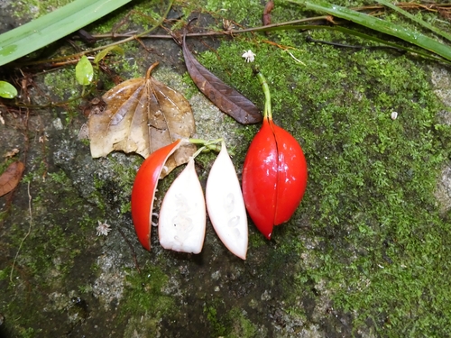 Adenia heterophylla